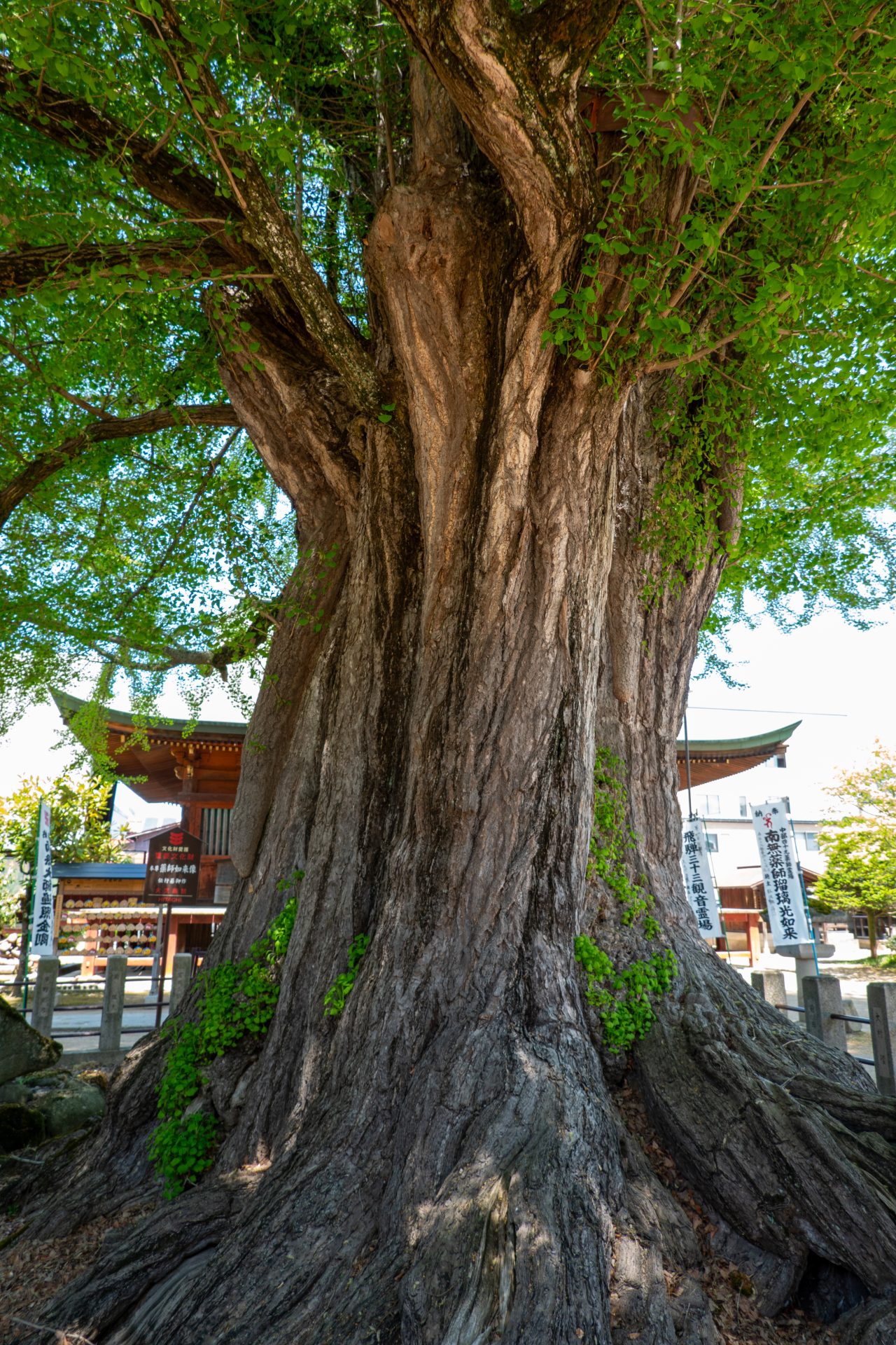 Un arbre centenaire dans le temple Hida Kokubun-ji à Takayama